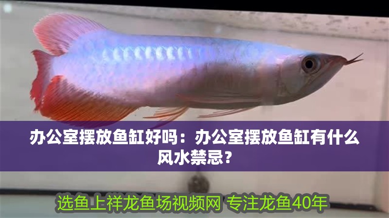 辦公室擺放魚缸好嗎：辦公室擺放魚缸有什么風水禁忌？
