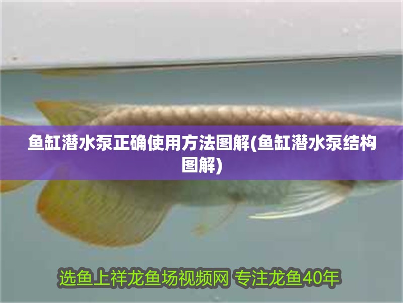 魚缸潛水泵正確使用方法圖解(魚缸潛水泵結(jié)構(gòu)圖解)