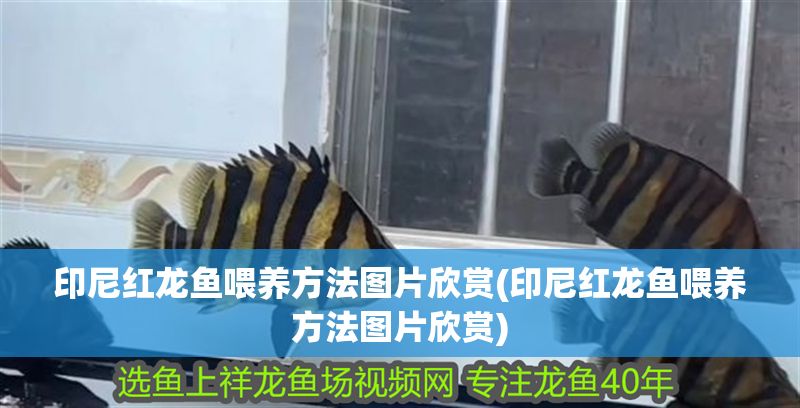 印尼紅龍魚喂養(yǎng)方法圖片欣賞(印尼紅龍魚喂養(yǎng)方法圖片欣賞) 紅龍魚百科 第1張 印尼紅龍魚喂養(yǎng)方法圖片欣賞(印尼紅龍魚喂養(yǎng)方法圖片欣賞) 印尼紅龍魚喂養(yǎng)方法圖片欣賞(印尼紅龍魚喂養(yǎng)方法圖片欣賞) 紅龍魚百科 第1張