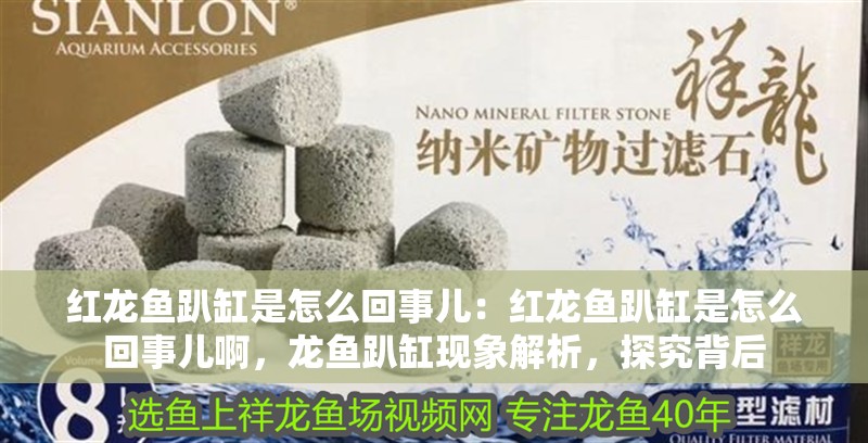 紅龍魚趴缸是怎么回事兒：紅龍魚趴缸是怎么回事兒啊，龍魚趴缸現(xiàn)象解析，探究背后