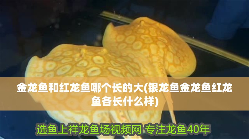 金龍魚和紅龍魚哪個長的大(銀龍魚金龍魚紅龍魚各長什么樣)