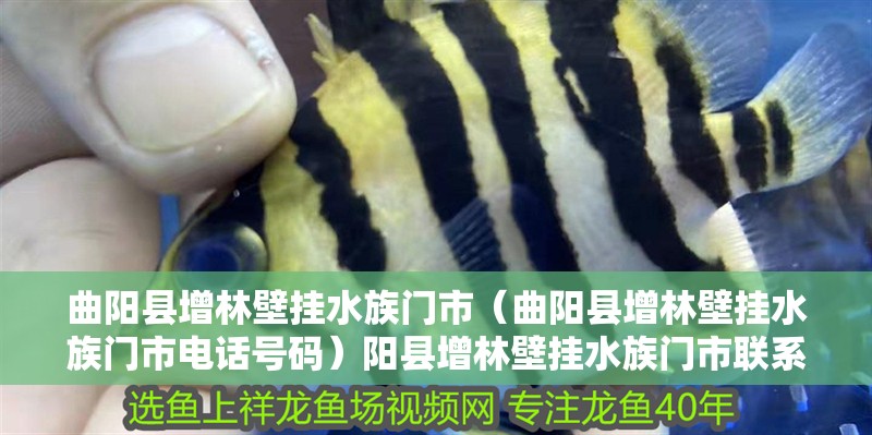 曲陽縣增林壁掛水族門市（曲陽縣增林壁掛水族門市電話號碼）陽縣增林壁掛水族門市聯(lián)系方式及營業(yè)時間指南