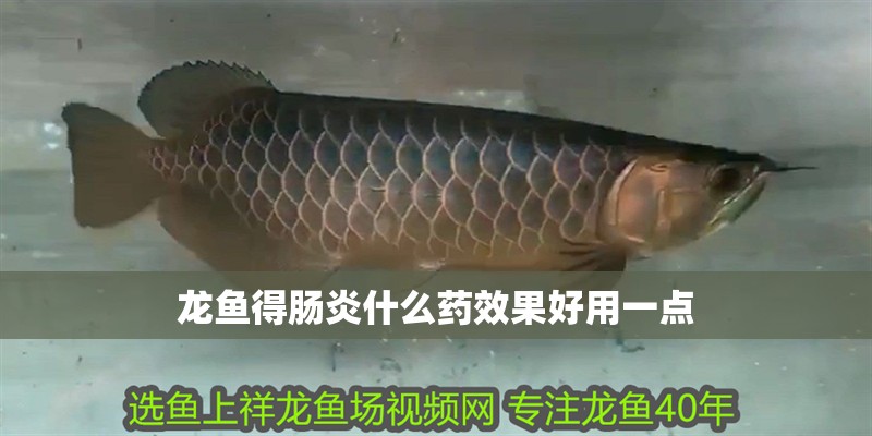 龍魚得腸炎什么藥效果好用一點