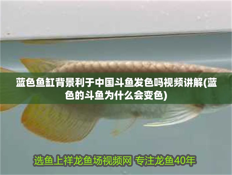 藍色魚缸背景利于中國斗魚發色嗎視頻講解(藍色的斗魚為什么會變色)