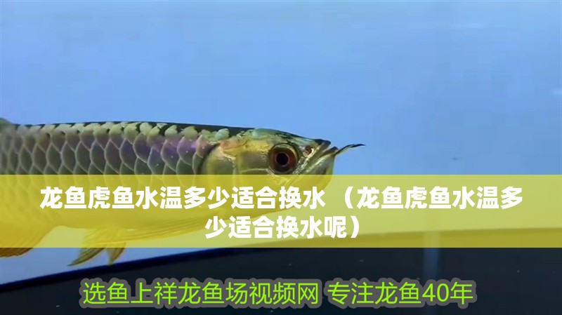 龍魚虎魚水溫多少適合換水 （龍魚虎魚水溫多少適合換水呢）
