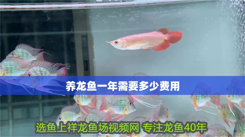 養(yǎng)龍魚一年需要多少費用