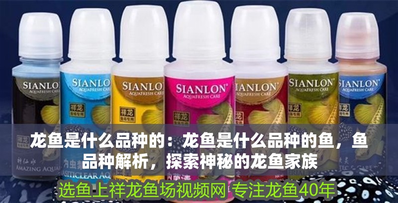 龍魚是什么品種的：龍魚是什么品種的魚，魚品種解析，探索神秘的龍魚家族