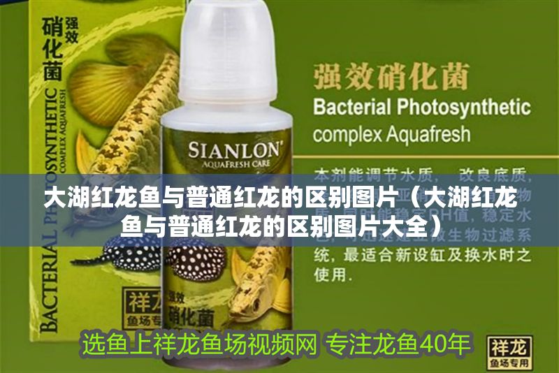 大湖紅龍魚與普通紅龍的區別圖片（大湖紅龍魚與普通紅龍的區別圖片大全）