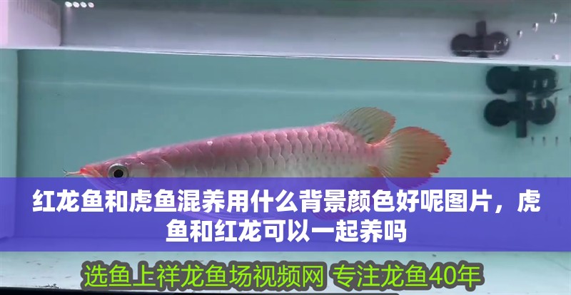 紅龍魚和虎魚混養用什么背景顏色好呢圖片，虎魚和紅龍可以一起養嗎