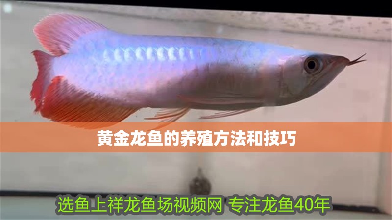 黃金龍魚的養(yǎng)殖方法和技巧