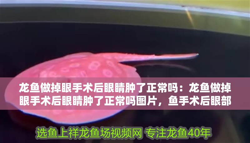 龍魚做掉眼手術后眼睛腫了正常嗎：龍魚做掉眼手術后眼睛腫了正常嗎圖片，魚手術后眼部腫脹正常嗎，手術恢復