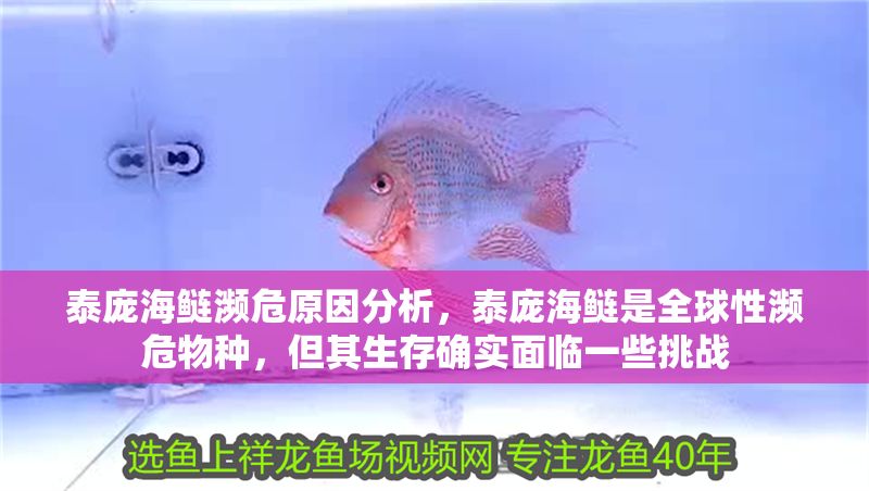 泰龐海鰱瀕危原因分析，泰龐海鰱是全球性瀕危物種，但其生存確實面臨一些挑戰
