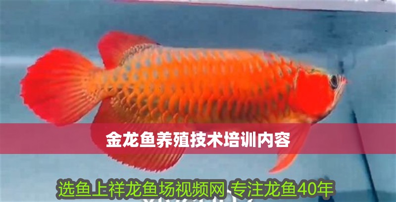 金龍魚養殖技術培訓內容