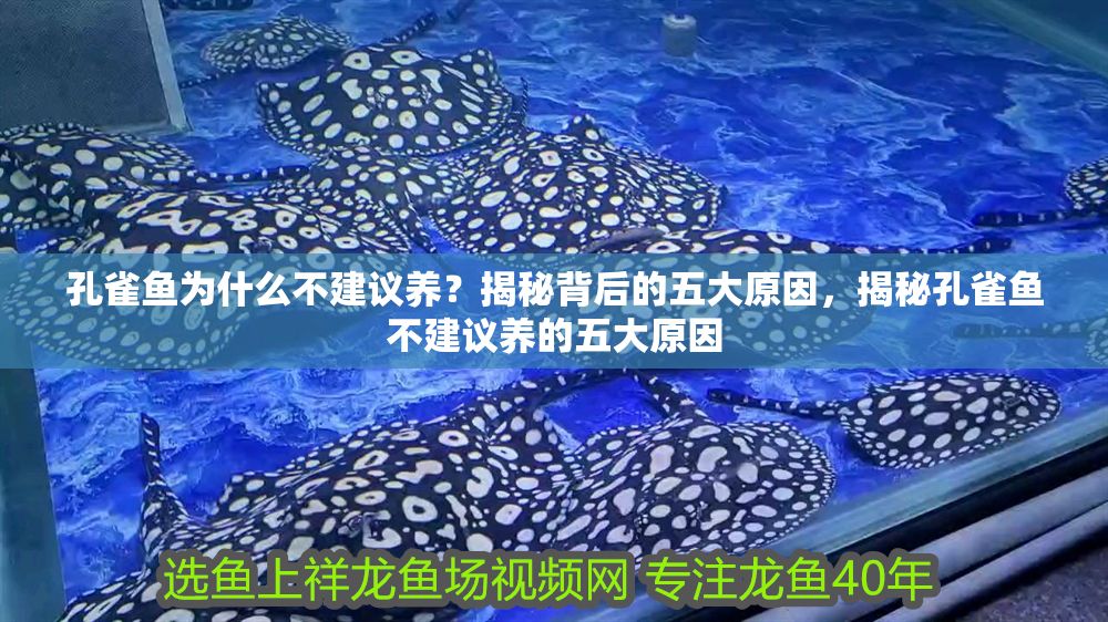 詳細(xì)閱讀:孔雀魚為什么不建議養(yǎng)?揭秘背后的五大原因,揭秘孔雀魚不建議養(yǎng)的五大原因 孔雀魚為什么不建議養(yǎng)?揭秘背后的五大原因,揭秘孔雀魚不建議養(yǎng)的五大原因