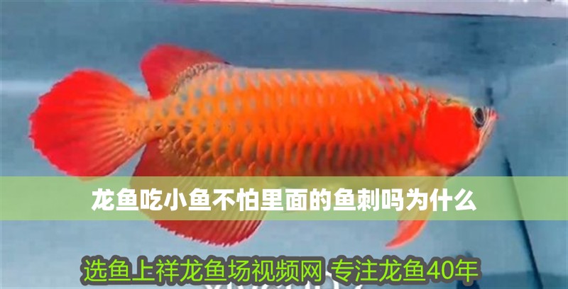 龍魚吃小魚不怕里面的魚刺嗎為什么