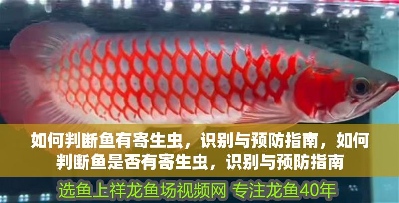 如何判斷魚有寄生蟲，識別與預(yù)防指南，如何判斷魚是否有寄生蟲，識別與預(yù)防指南