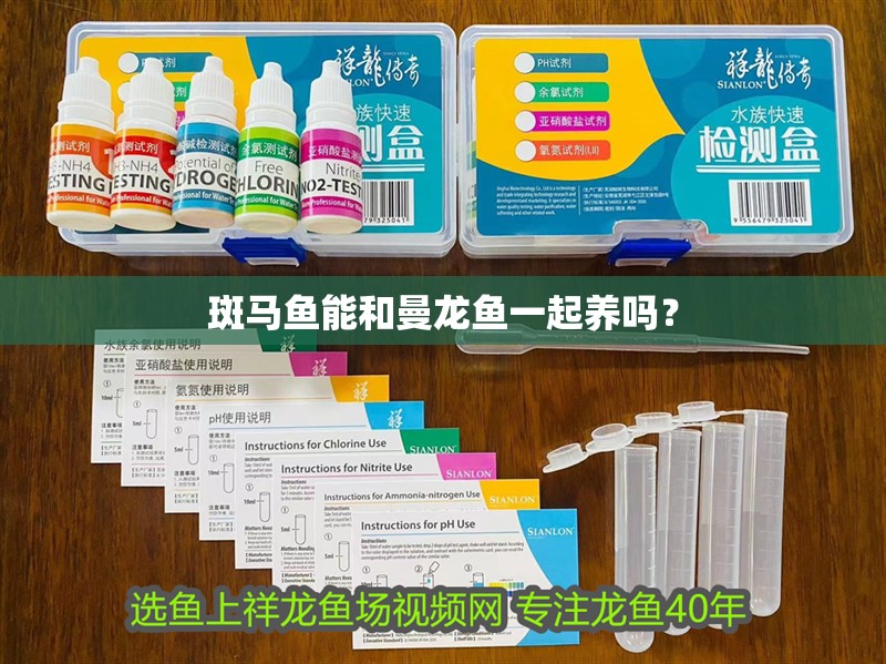 斑馬魚能和曼龍魚一起養(yǎng)嗎？