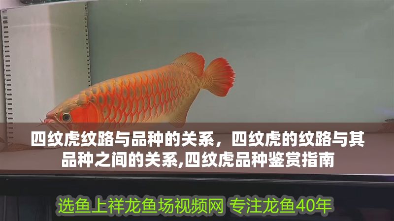 四紋虎紋路與品種的關系，四紋虎的紋路與其品種之間的關系,四紋虎品種鑒賞指南