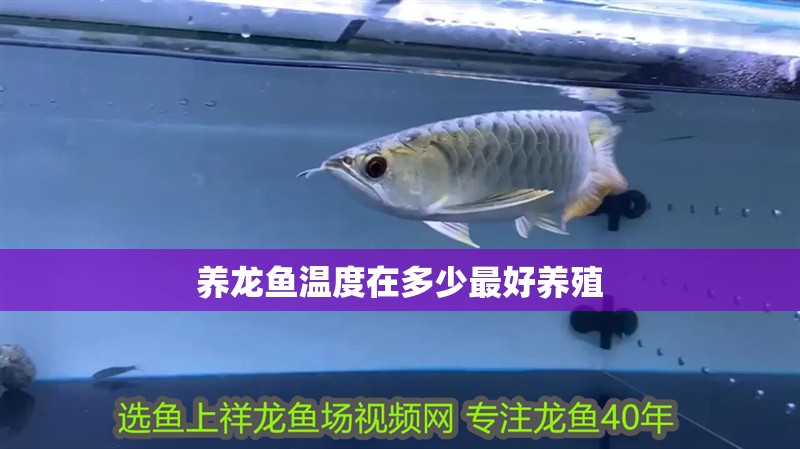 養龍魚溫度在多少最好養殖