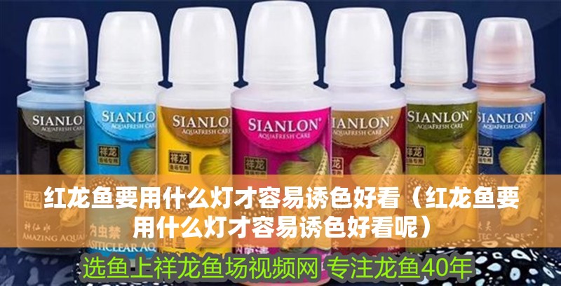 紅龍魚要用什么燈才容易誘色好看（紅龍魚要用什么燈才容易誘色好看呢）