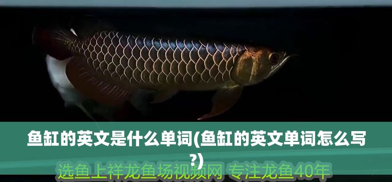 魚缸的英文是什么單詞(魚缸的英文單詞怎么寫?)