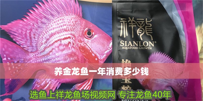 養金龍魚一年消費多少錢
