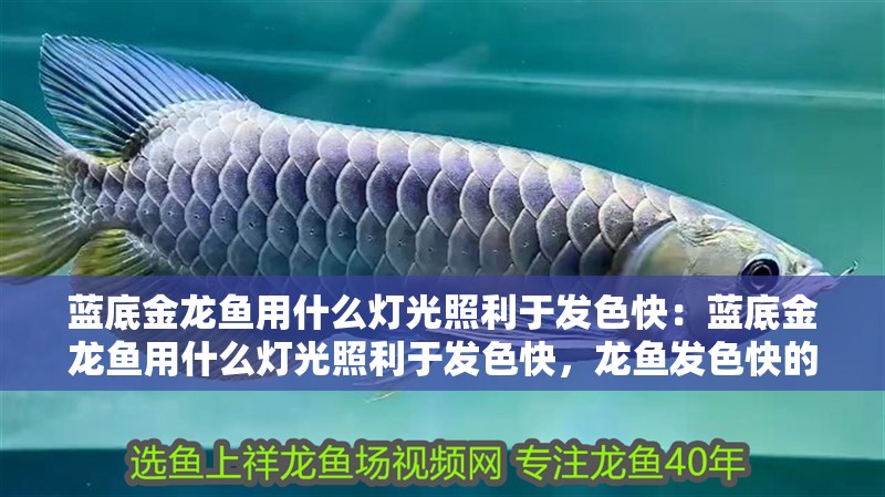 藍底金龍魚用什么燈光照利于發色快：藍底金龍魚用什么燈光照利于發色快，龍魚發色快的燈光選擇指南