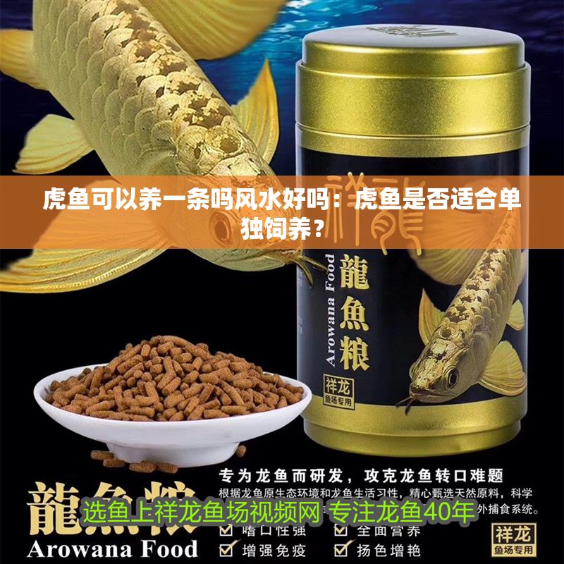 虎魚可以養一條嗎風水好嗎：虎魚是否適合單獨飼養？
