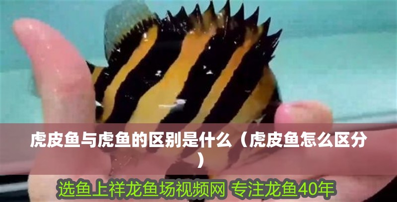 虎皮魚與虎魚的區(qū)別是什么（虎皮魚怎么區(qū)分）