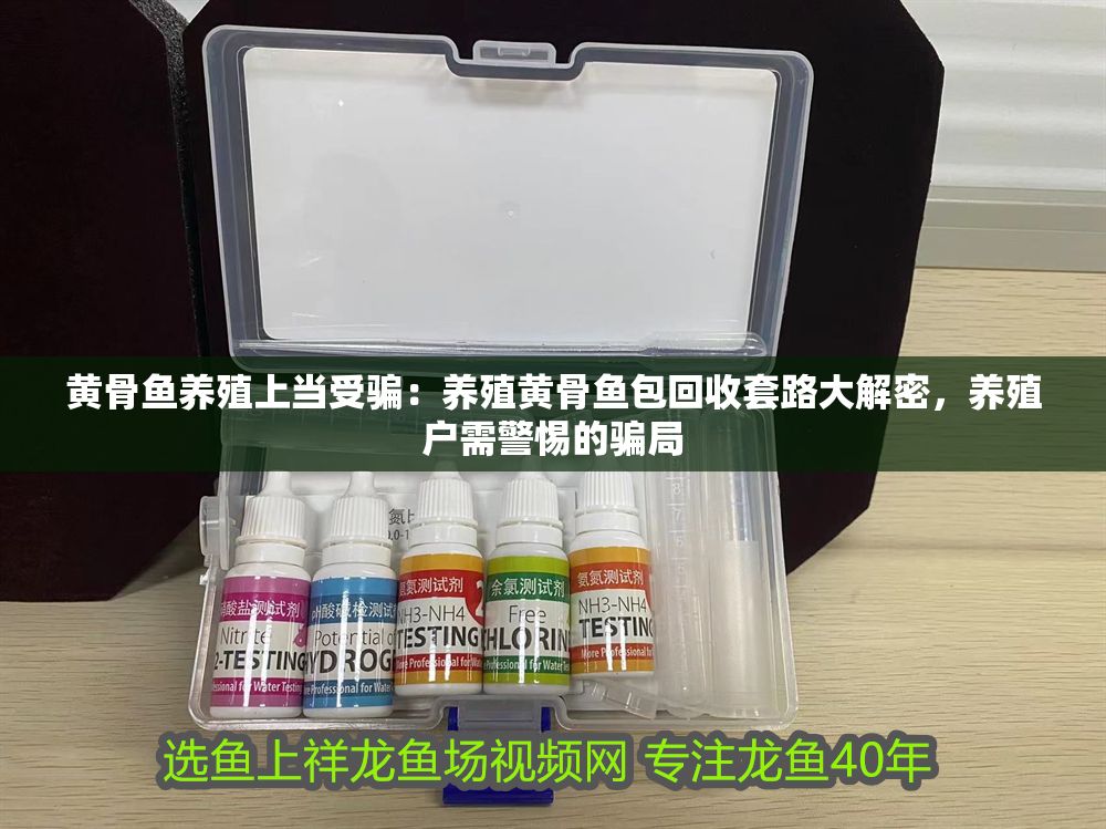 黃骨魚養(yǎng)殖上當(dāng)受騙：養(yǎng)殖黃骨魚包回收套路大解密，養(yǎng)殖戶需警惕的騙局