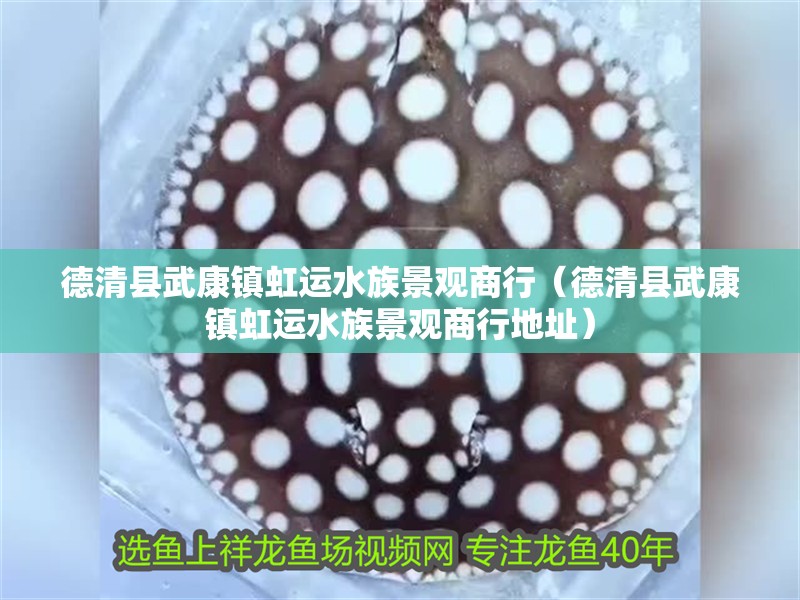 德清縣武康鎮虹運水族景觀商行（德清縣武康鎮虹運水族景觀商行地址）