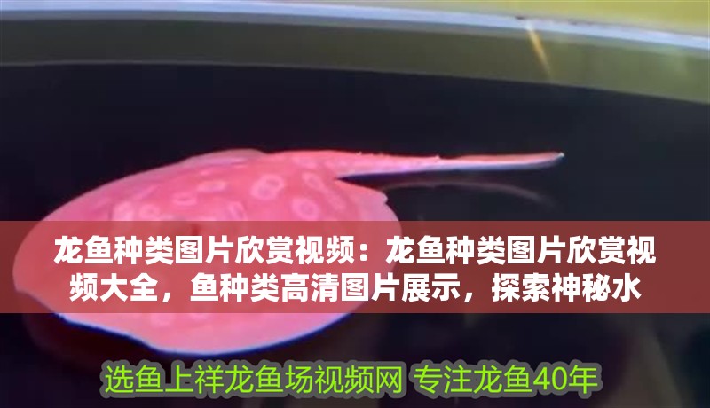 龍魚種類圖片欣賞視頻：龍魚種類圖片欣賞視頻大全，魚種類高清圖片展示，探索神秘水