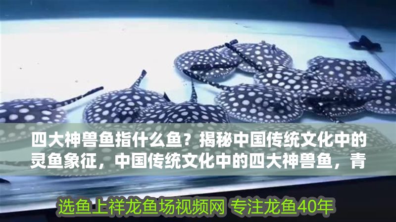 四大神獸魚指什么魚？揭秘中國傳統(tǒng)文化中的靈魚象征，中國傳統(tǒng)文化中的四大神獸魚，青龍、白虎、朱雀、玄武的靈魚象征揭秘