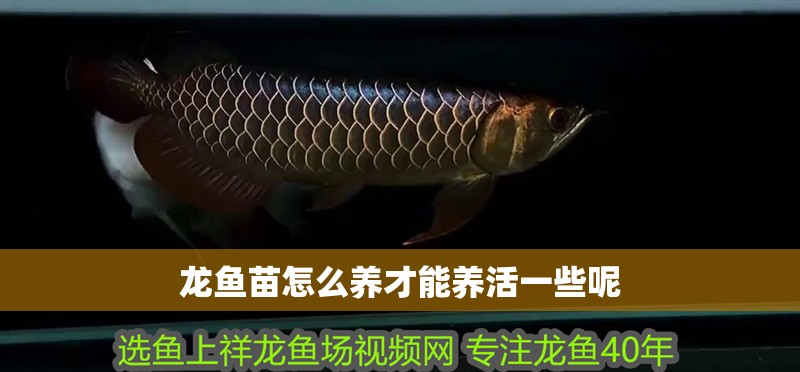 龍魚苗怎么養才能養活一些呢