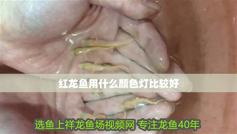 紅龍魚用什么顏色燈比較好