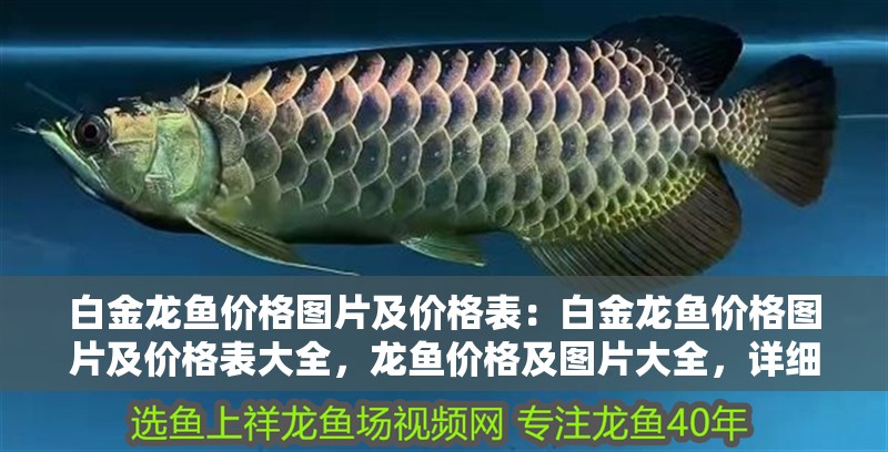 白金龍魚價格圖片及價格表：白金龍魚價格圖片及價格表大全，龍魚價格及圖片大全，詳細價格 白金龍魚價格圖片及價格表：白金龍魚價格圖片及價格表大全，龍魚價格及圖片大全，詳細價格 水族問答