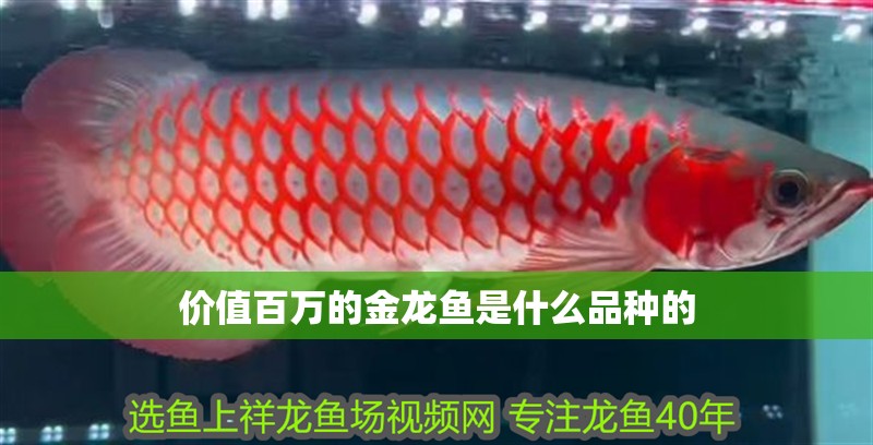 價值百萬的金龍魚是什么品種的