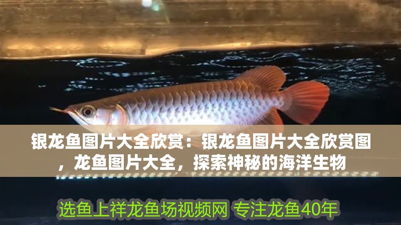 銀龍魚圖片大全欣賞：銀龍魚圖片大全欣賞圖，龍魚圖片大全，探索神秘的海洋生物