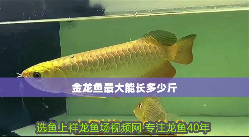 金龍魚最大能長多少斤 龍魚百科 第2張 金龍魚最大能長多少斤 金龍魚最大能長多少斤 龍魚百科 第2張