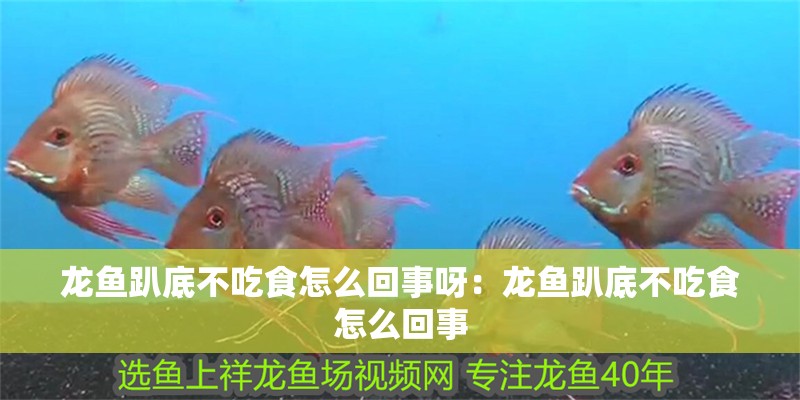 龍魚趴底不吃食怎么回事呀：龍魚趴底不吃食怎么回事