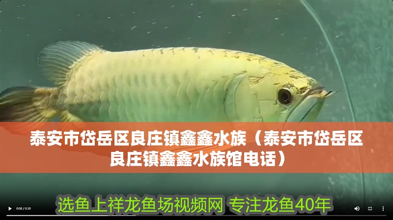 泰安市岱岳區良莊鎮鑫鑫水族（泰安市岱岳區良莊鎮鑫鑫水族館電話） 泰安市岱岳區良莊鎮鑫鑫水族（泰安市岱岳區良莊鎮鑫鑫水族館電話） 全國水族館企業名錄 第2張