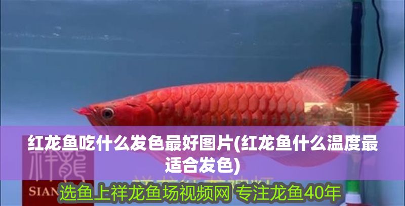 紅龍魚吃什么發色最好圖片(紅龍魚什么溫度最適合發色)