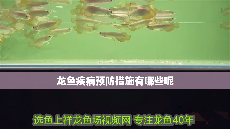 龍魚疾病預防措施有哪些呢