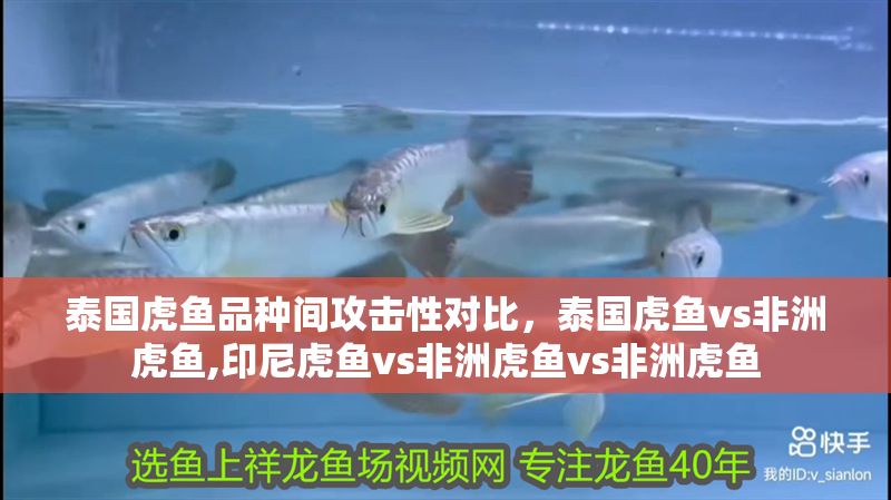 泰國虎魚品種間攻擊性對比，泰國虎魚vs非洲虎魚,印尼虎魚vs非洲虎魚vs非洲虎魚
