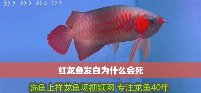 紅龍魚發白為什么會死