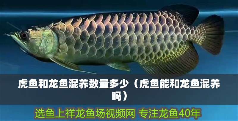 虎魚和龍魚混養數量多少（虎魚能和龍魚混養嗎） 虎魚和龍魚混養數量多少（虎魚能和龍魚混養嗎） 虎魚百科