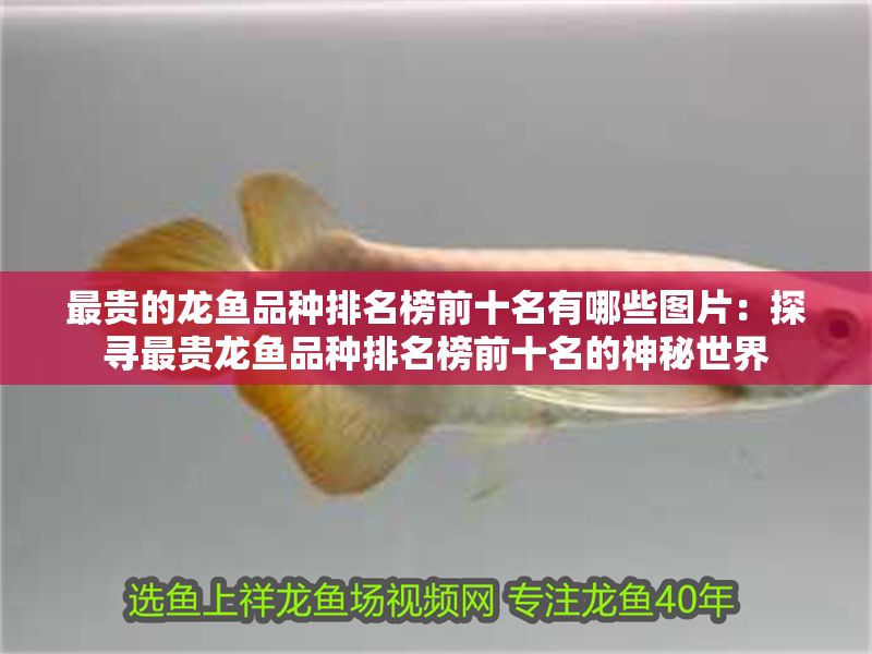 最貴的龍魚品種排名榜前十名有哪些圖片：探尋最貴龍魚品種排名榜前十名的神秘世界