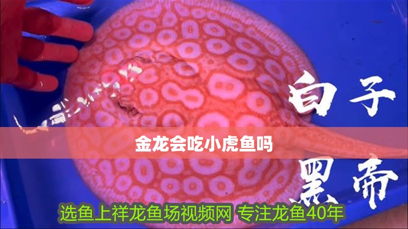金龍會吃小虎魚嗎 龍魚百科 第2張 金龍會吃小虎魚嗎 金龍會吃小虎魚嗎 龍魚百科 第2張