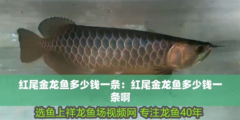 紅尾金龍魚多少錢一條：紅尾金龍魚多少錢一條啊