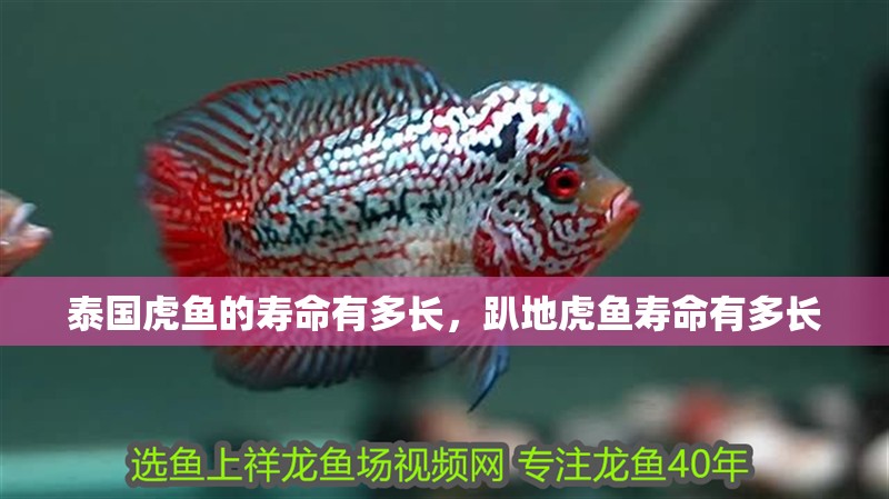 泰國虎魚的壽命有多長，趴地虎魚壽命有多長